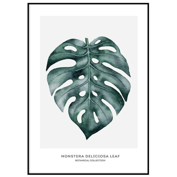Monstera III