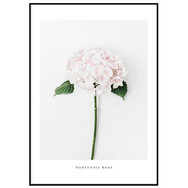 Hortensia